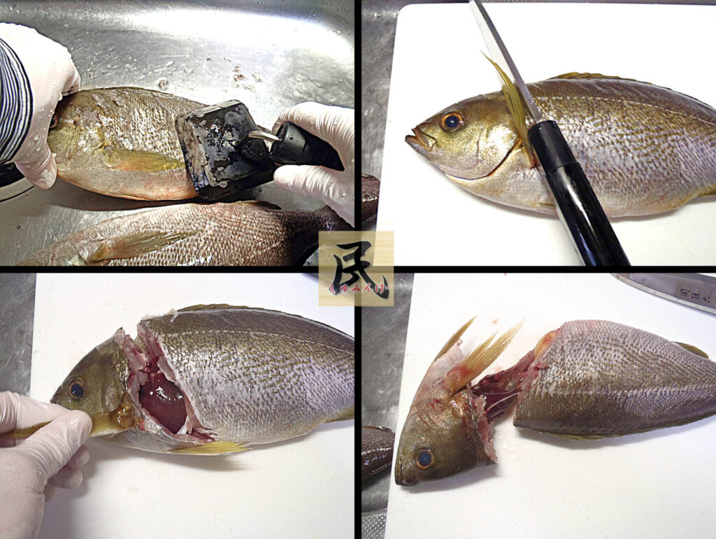 イサキ さばき 方