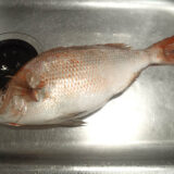 家庭で限界サイズ⁉ ２kg越えのマダイを捌いてみた