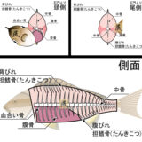 三度、鍛冶屋殺しに挑んだ結果｜イサキ塩焼きの“最適解が見えない理由”